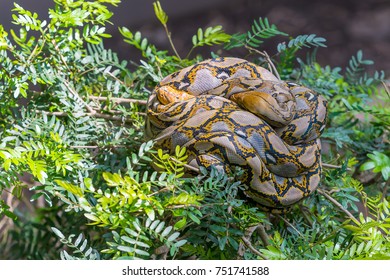 Two Asiatic Rock Pythons Are Mating On The Tree Top