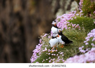 Two Atlantic puffins (Fratercula arctica) sitting on green grass with pink flowers, Treshnish Isles, Scotland