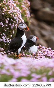 Two atlantic puffins (Fratercula arctica) in pink flowers on a cliff, Scotland