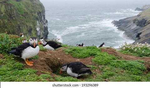 Two Atlantic Puffins going into their burrow, Skomer Island, Pembrokeshire, Wales, UK
