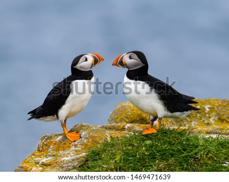 Two Atlantic Puffins Standing on Cliffs Rock, Closeup Portrait