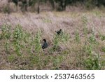 The two Australasian swamphens in the meadow. Porphyrio melanotus.