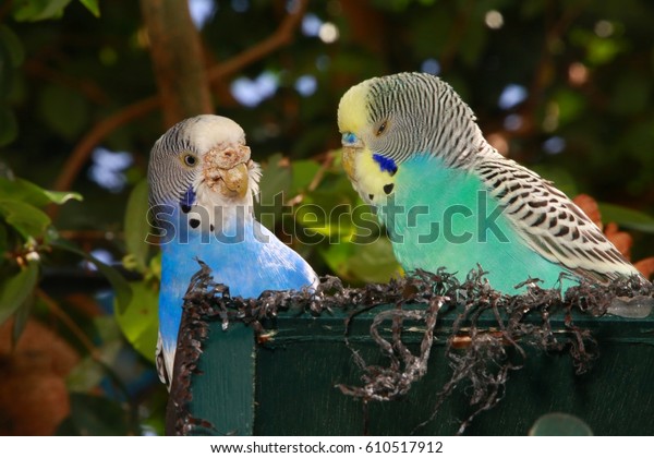 Two Australian Budgies One Blue White Stock Photo Edit Now 610517912