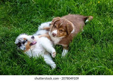 Two Australian Collie Puppies Playing Outside