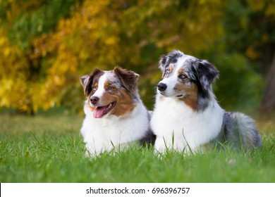 Two Australian Shepherd Dogs In The Colorful Park.