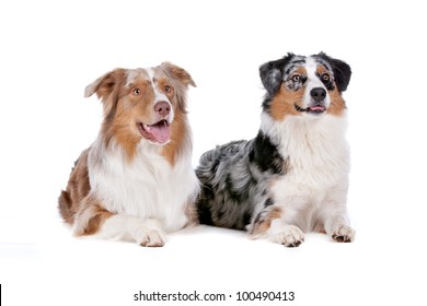 Two Australian Shepherd Dogs Front White Stock Photo 100490413 ...