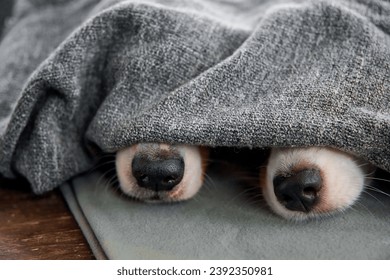 Two Australian Shepherd dogs hid under a blanket. The animals stuck their two noses out from under the blanket. The concept of lifestyle, dog care, winter comfort and relaxation.