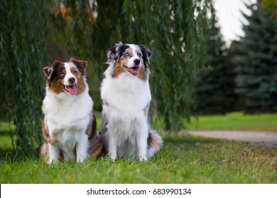 Two australian shepherd dogs in the park on the grass outside. Two ausies girls smiling.