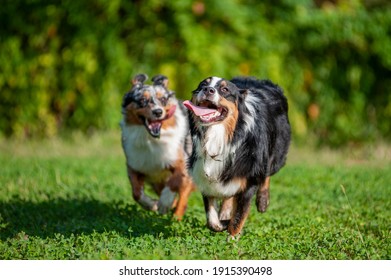 Two Australian Shepherd Dogs Are Playing And Running Together Outdoors. Happy Dogs With Tongue Out