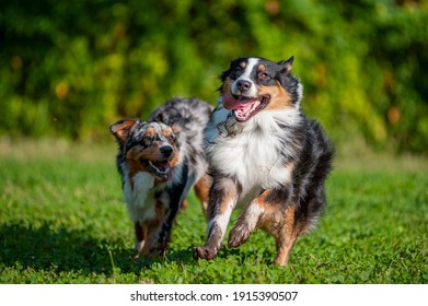 Two Australian Shepherd Dogs Are Playing And Running Together Outdoors. Happy Dogs With Tongue Out