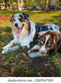 Two Australian shepherd dogs playing - Shutterstock ID 2269567369