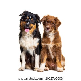 two Australian shepherd dogs sitting together, isolated on white