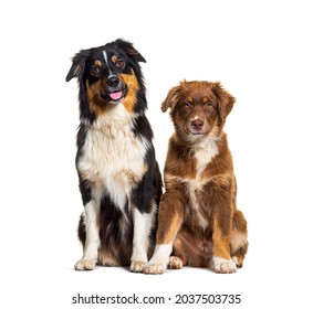 Two Australian shepherd dogs sitting together side by side and looking at camera, isolated on white