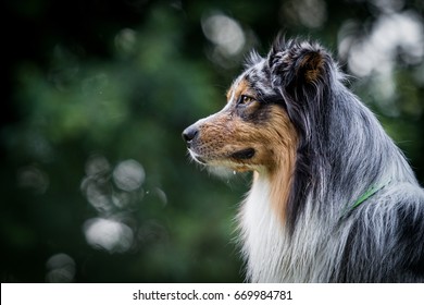 Two Australian Shepherds Head Profile