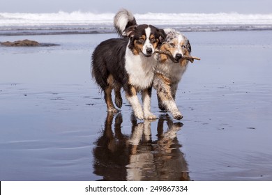 Two Australians Shepherds dogs running in the beach holding and sharing a stick
