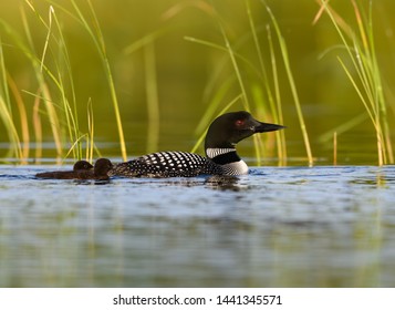 Two babies common loon chicks following its parent 