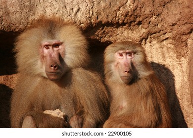 Two Baboons At The Cologne Zoo, Germany.