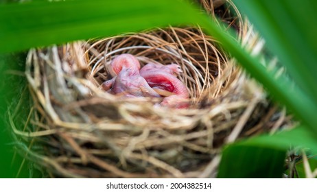 Two Baby Birds Sleep In A Nest On A Tree. Waiting For Mom To Come Back From Looking For Food. They Do Not Have Hair Covering Their Bodies.