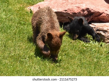 Two Baby Black Bear Cubs Playing Together And Foraging In Grass.