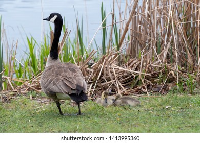 Two Baby Canada Geese Sleeping In The Grass Next To A Park Pond While The Mother Stands Guard.