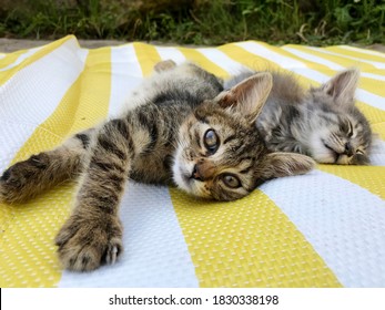 Two Baby Cats Cuddling And Hugging.Sleeping Cats 