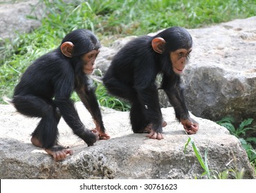 Two Baby Chimpanzee Playing