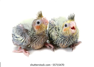 white baby parakeets