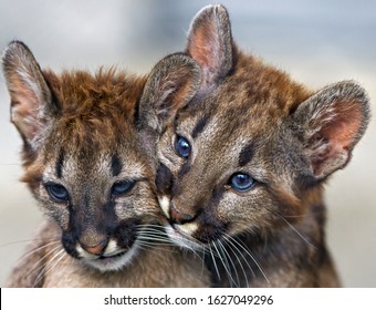 Cougar Animal Images Stock Photos Vectors Shutterstock