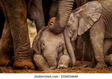 Two baby elephants interact whist an adult gently touches them her trunk.   Elephants are known for their strong family bonds and caring by and for every member of the herd.  - Shutterstock ID 1534554644