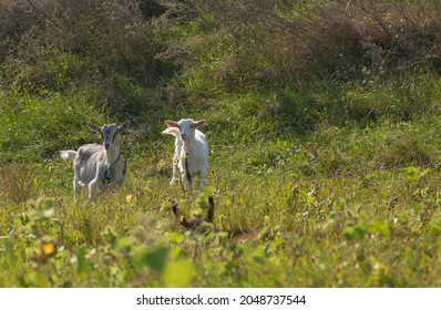 Two Baby Goat Kids In The Field