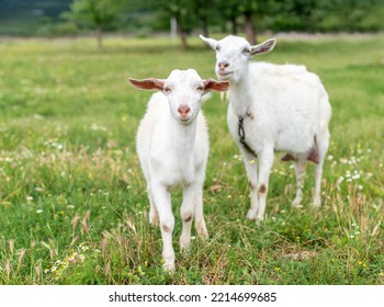 Two Baby Goat Kids Stand In Long Summer Grass