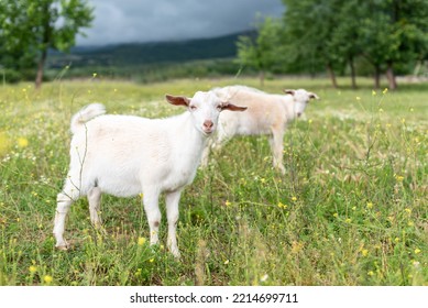 Two Baby Goat Kids Stand In Long Summer Grass