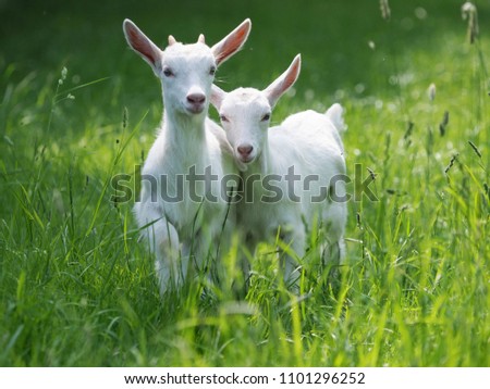 Two baby goat kids stand in long summer grass.