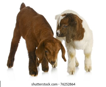 two baby goat twins - purebred south african boer - one kalahari, the other traditional color