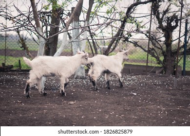 Two Baby Goats In The Blossom Garden