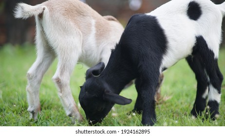 Two Baby Goats Eating Grass.