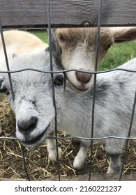 Two Baby Goats In Fence On Farm