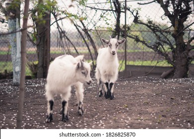 Two Baby Goats In The Garden