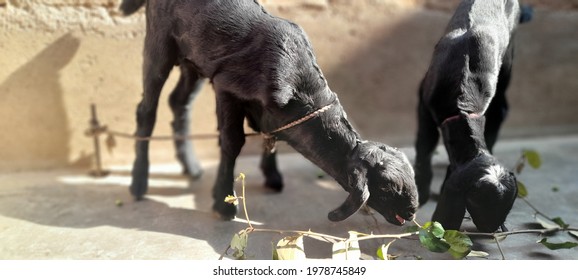 Two Baby Goats: Grazing Grass .