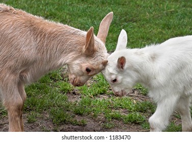 Two Baby Goats In A Mock Fight