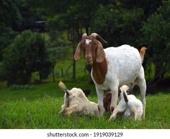 Two Baby Goats With Mommy Goat 