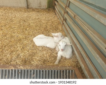 Two Baby Goats Are Sitting.