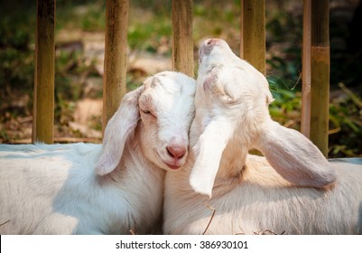 Two Baby Goats Sleeping In Love