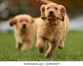 Two Baby Golden Retriever Puppies Running Happily Outside