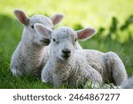 Two baby lambs in a field of grass