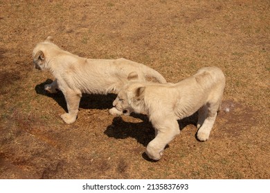 Two Baby Lions Walking Around