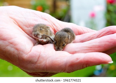 Two Baby Mice In The Palm Of A Hand