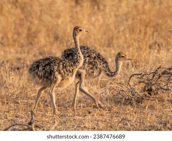 Two baby ostrich chicks exploring their environment. 