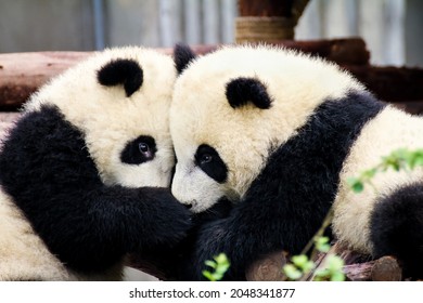 Two Baby Panda Bears Hugging Each Other