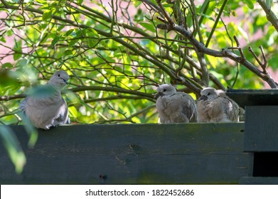 Juvenile Pigeon Images Photos Et Images Vectorielles De Stock Shutterstock